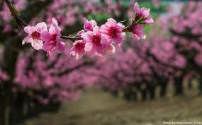 the joy of peach blossoms 

