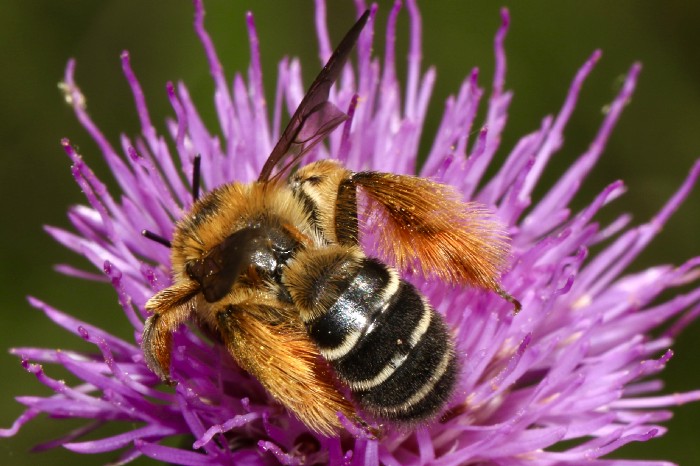 bee kind: what a difference it makes


